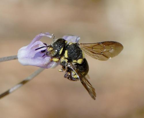 Réf. 240 496 : Anthidiellum sp.